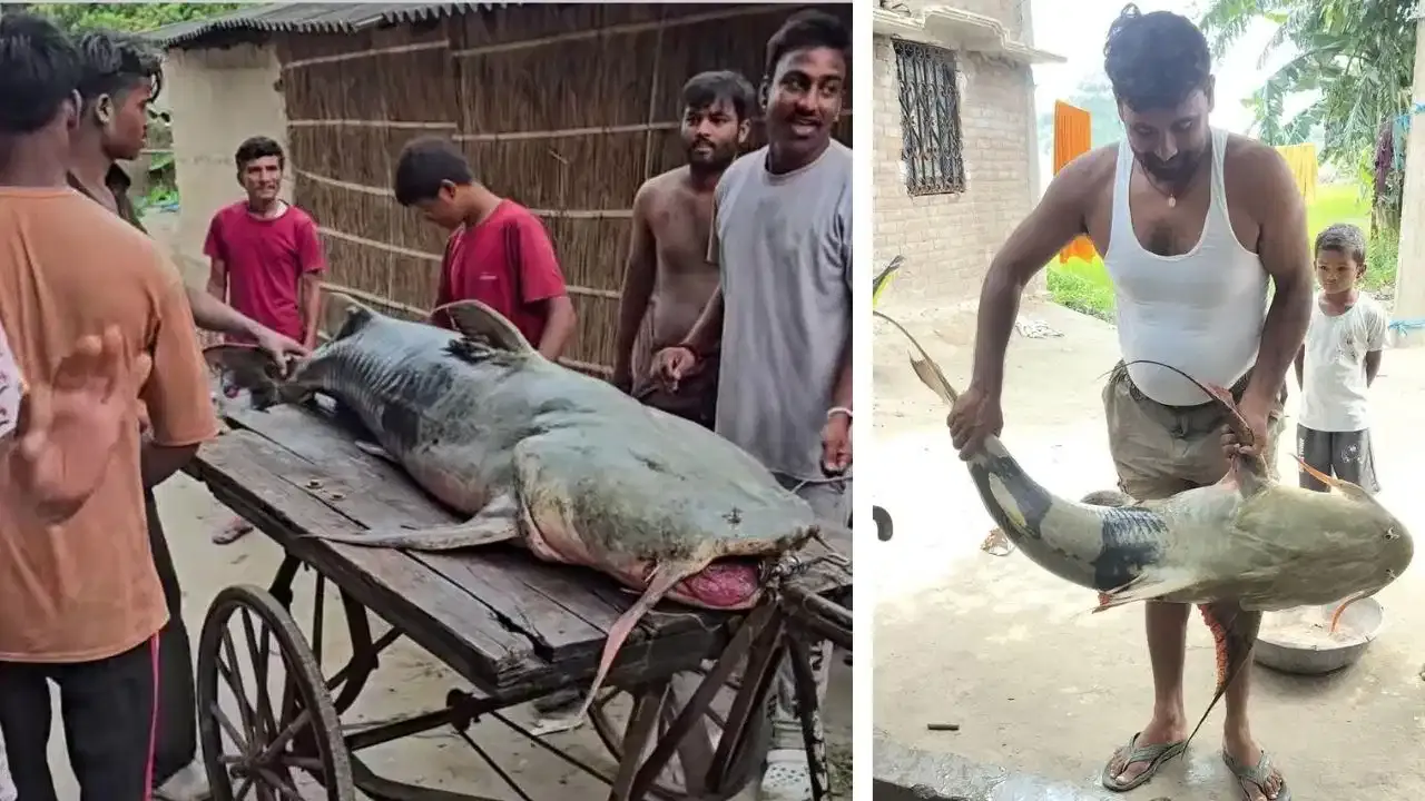 नेपाल से बहकर बिहार पहुंच रहीं 100 KG तक की मछलियां! सरकार की चेतावनी—पकड़ें तो खाने की जल्दबाजी न करें