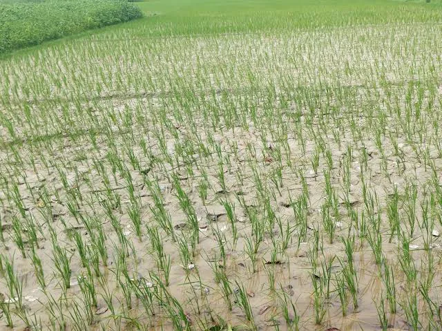 कटिहार में फिर बारिश का अलर्ट, धान की फसल को लेकर किसानों की बढ़ी चिंता