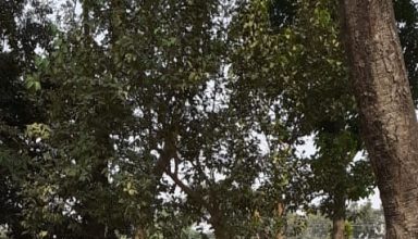 WhatsApp Image 2020 11 06 at 6.22.01 AM