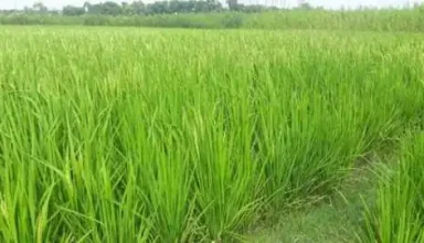 12245222 SEPT KATIHAR 09JPG1063813 1663873277 1663873277