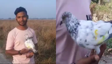 Bihar Sanju Pigeon