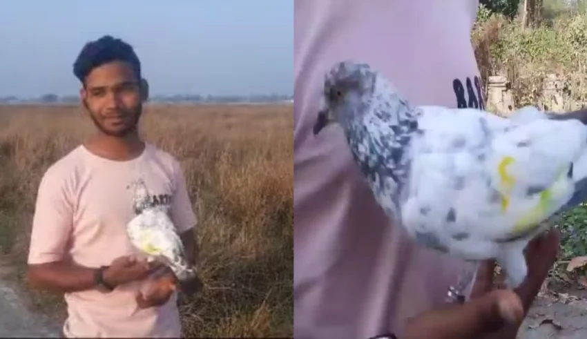 Bihar Sanju Pigeon